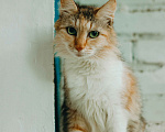 Кошки в Москве: Кошка живет в ванной Девочка, Бесплатно - фото 2