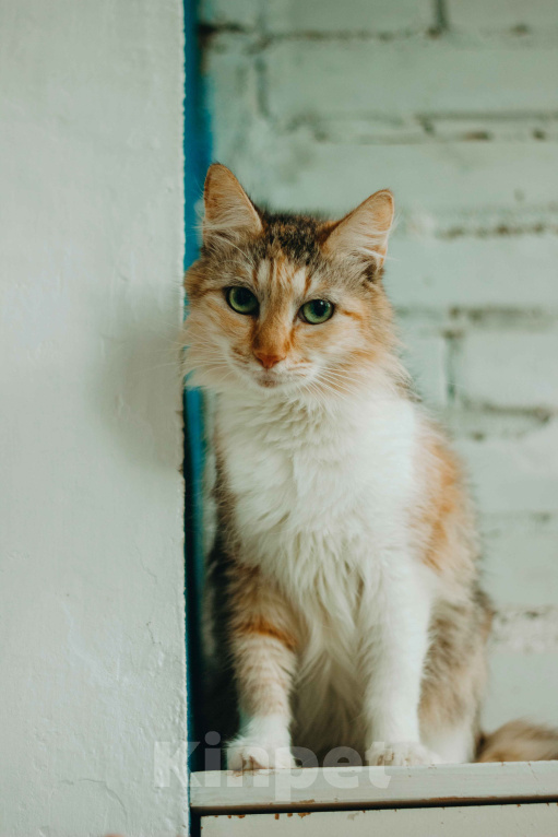 Кошки в Москве: Кошка живет в ванной Девочка, Бесплатно - фото 2