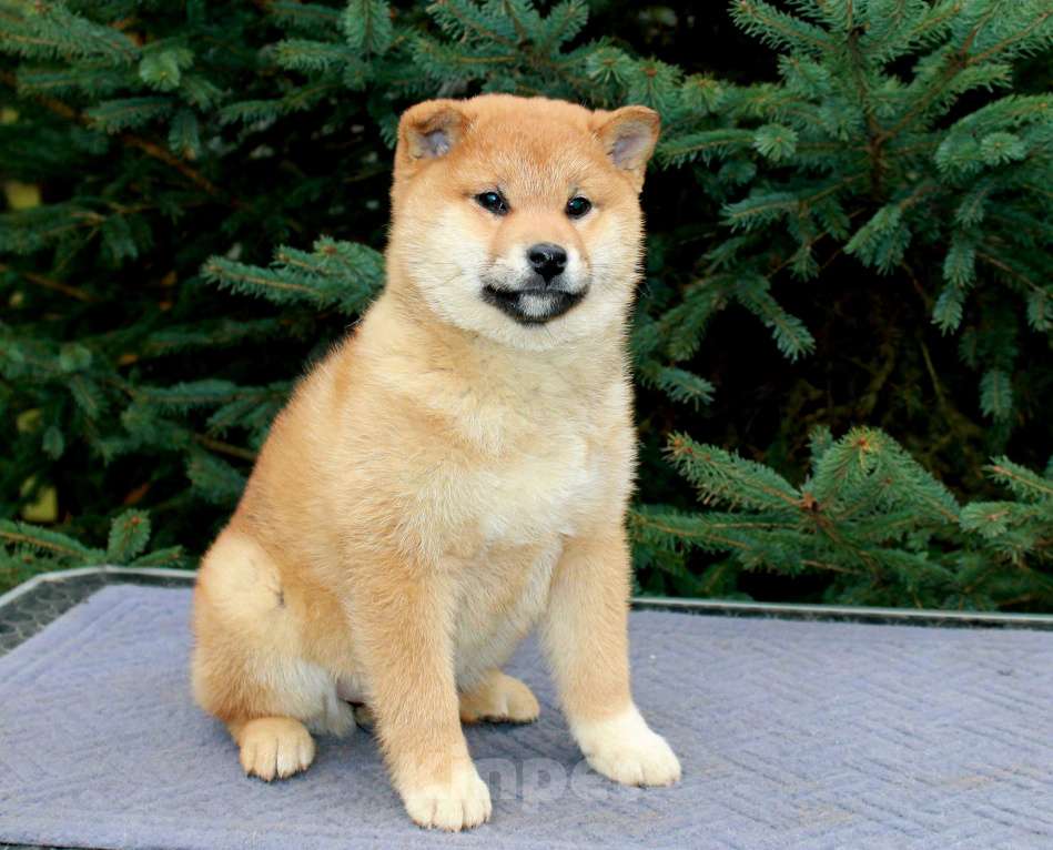 Собаки в Сергиеве Посаде: Девочка Сиба Ину Девочка, 60 000 руб. - фото 5