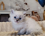 Кошки в других городах Московской области: Малышка Кокетка  Девочка, 100 000 руб. - фото 3