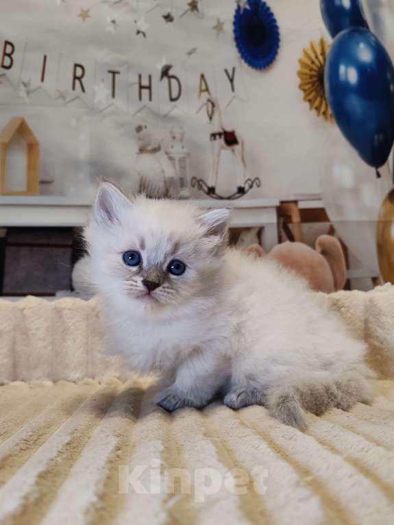 Кошки в других городах Московской области: Малышка Кокетка  Девочка, 100 000 руб. - фото 3