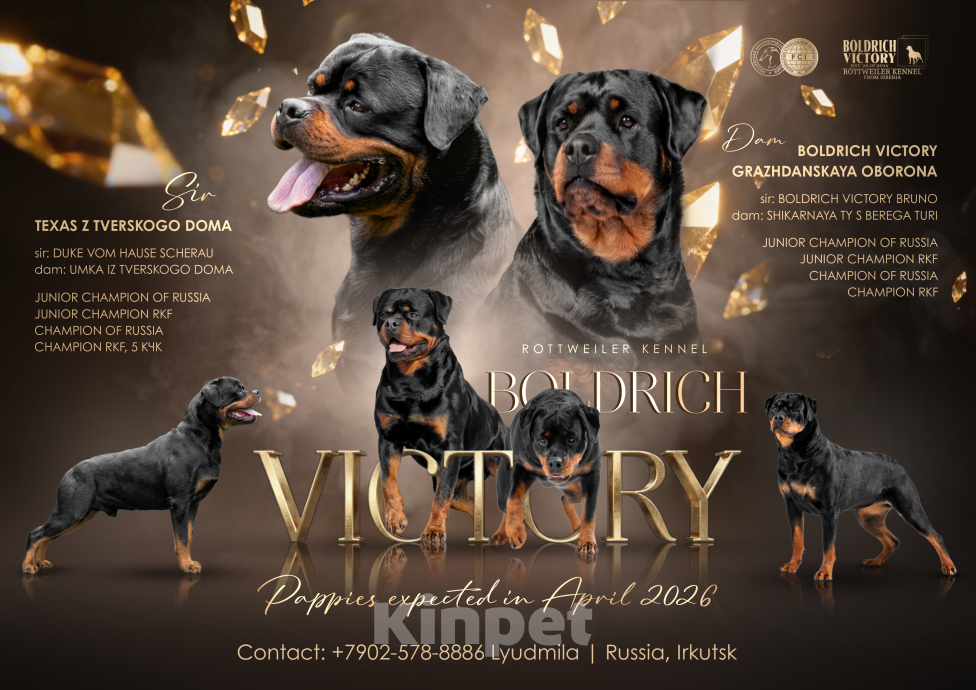 Собаки в Иркутске: Щенки ротвейлера Разнополые, Бесплатно - фото 1