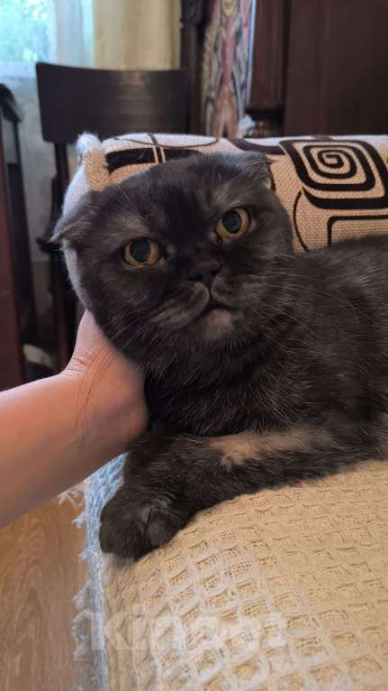 Кошки в Москве: Ласковая старушка Чучундра Девочка, Бесплатно - фото 4