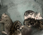 Кошки в Бабушкине: Шотландские котята, 3 000 руб. - фото 2