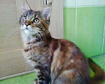 Кошки в Арзамасе: Мейн-кун котята, 8 000 руб. - фото 6
