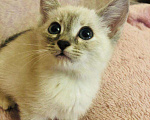 Кошки в Ливны: Тайские котята сил тебби поинт, 12 000 руб. - фото 3