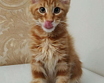 Кошки в Ливны: Мейн Кун котята, 40 000 руб. - фото 4