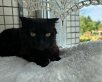 Кошки в Санкт-Петербурге: Кошечка Девочка, Бесплатно - фото 5
