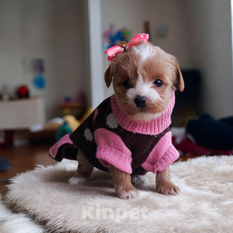 Собаки в Иваново: Щенок МАЛЬТИПУ Девочка, 60 000 руб. - фото 1