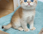 Кошки в Москве: Фëрджи Девочка, 80 000 руб. - фото 2
