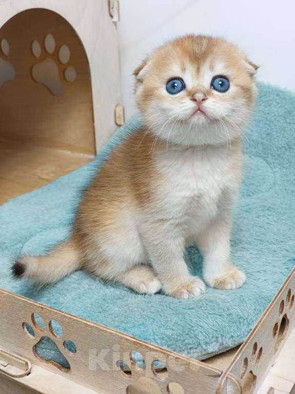 Кошки в Москве: Фëрджи Девочка, 80 000 руб. - фото 2