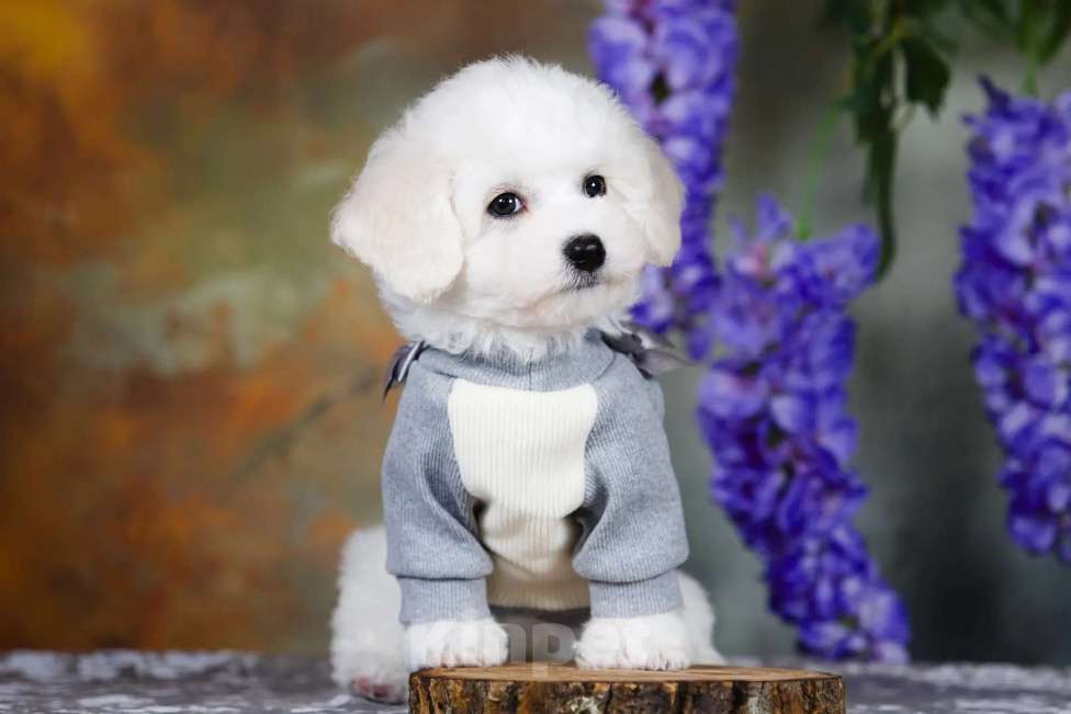 Собаки в Новосибирске: Бишон фризе. Мальчик, 110 000 руб. - фото 5