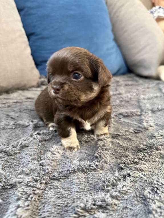 Собаки в других городах Московской области: Девочка чихуахуа Гермиона Девочка, 60 000 руб. - фото 2