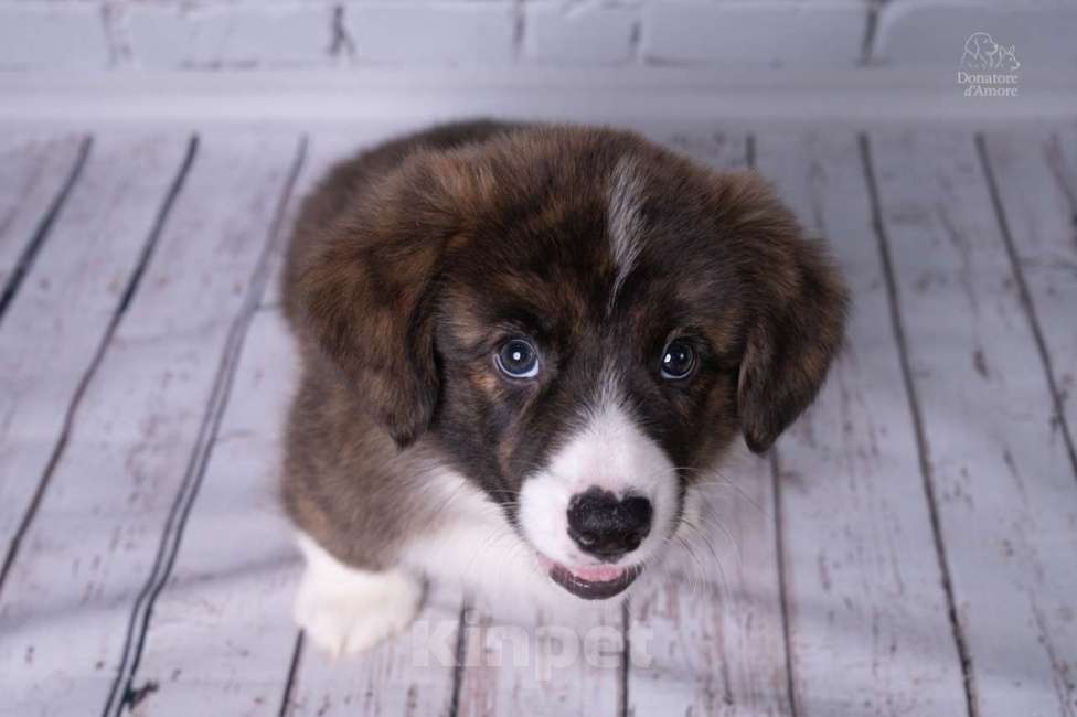 Собаки в Москве: Щенки Вельш-Корги Кардиган, 2 месяца, тигровый окр Девочка, 45 000 руб. - фото 2