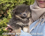 Собаки в Москве: Щенки Помчи миниатюрные Мальчик, 15 000 руб. - фото 7