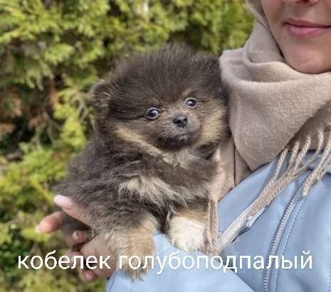 Собаки в Москве: Щенки Помчи миниатюрные Мальчик, 15 000 руб. - фото 7