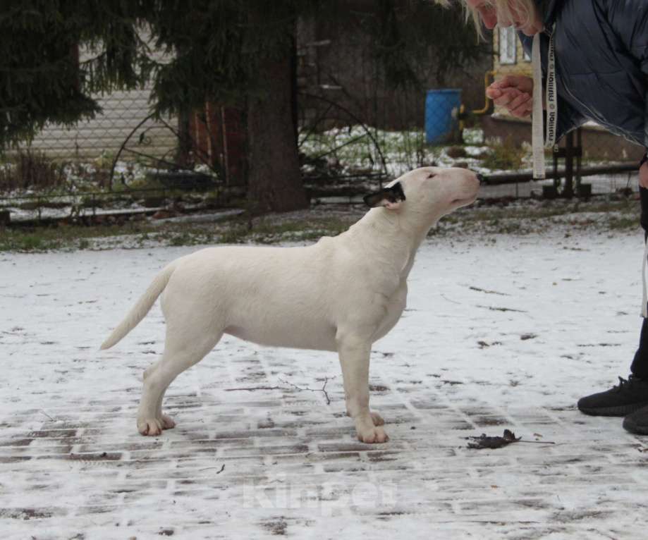 Собаки в Москве: Бультерьер Зара Девочка, Бесплатно - фото 1