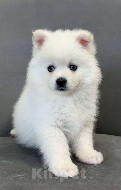 Собаки в Санкт-Петербурге: Мальчик помски Мальчик, 50 000 руб. - фото 5