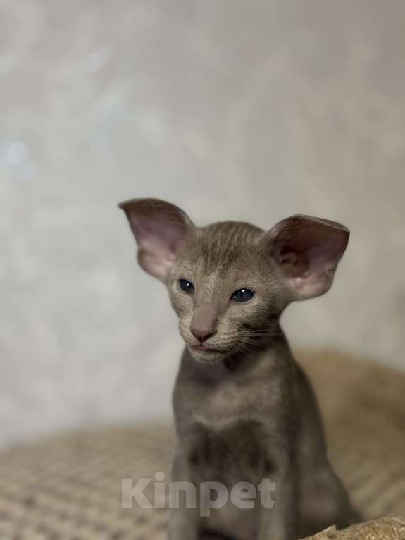 Кошки в Краснодаре: Ориентальный котенок! Девочка, Бесплатно - фото 1