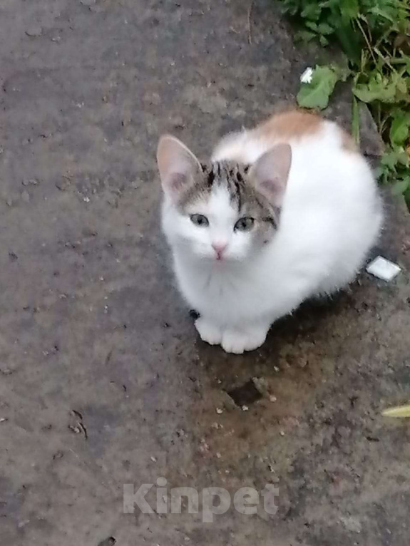 Кошки в Москве: Котенок девочка в добрые руки Девочка, Бесплатно - фото 3