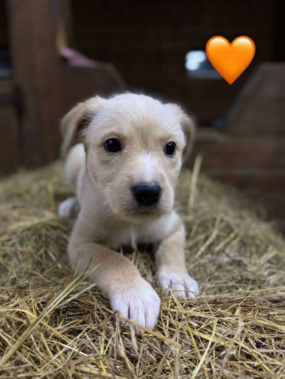 Собаки в Москве: Щенки девочки в дар Девочка, Бесплатно - фото 1