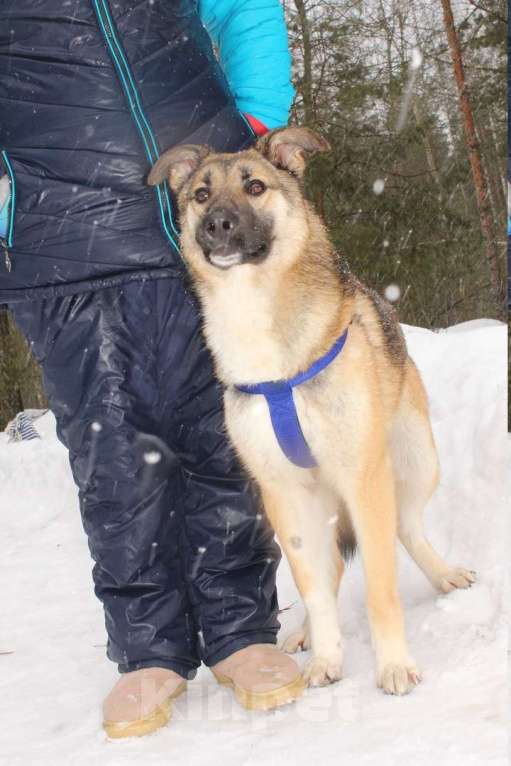 Собаки в Москве: Харви метис лайки пропадает в приюте Мальчик, 10 руб. - фото 3