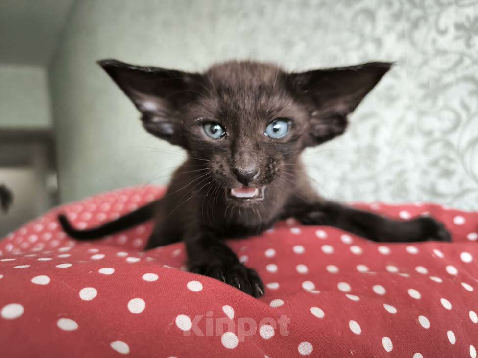 Кошки в Москве: Ориентальных экстремальные котята в Москве Мальчик, Бесплатно - фото 8