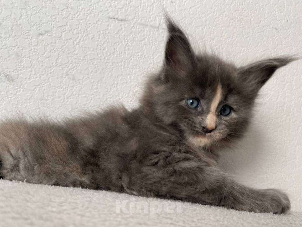 Кошки в Одинцово: Котенок мейн кун Девочка, 20 000 руб. - фото 2