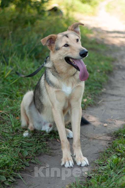 Собаки в Электростали: Удивительный пёс Чингиз в поиске дома Мальчик, Бесплатно - фото 10