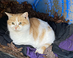 Кошки в Москве: Котик белый с рыжим  Мальчик, Бесплатно - фото 3