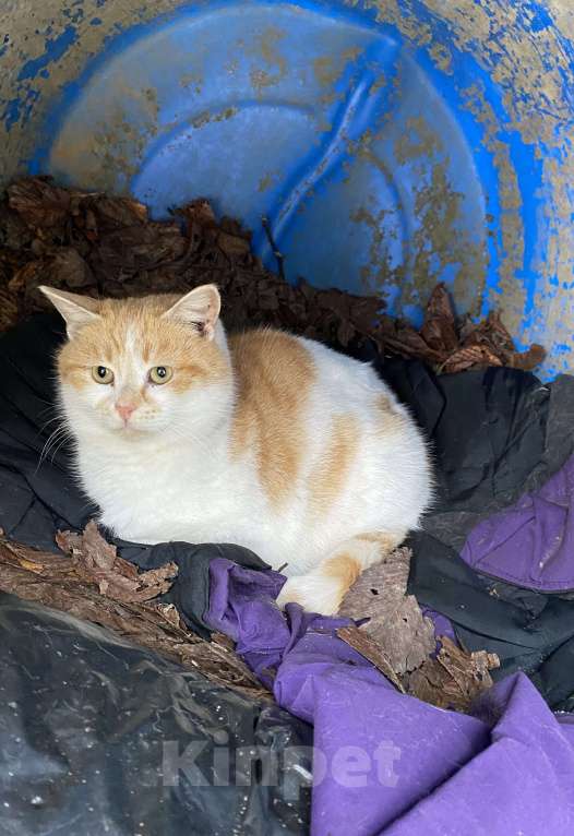 Кошки в Москве: Котик белый с рыжим  Мальчик, Бесплатно - фото 3