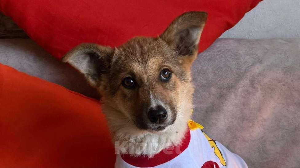 Собаки в Санкт-Петербурге: Щенок Мила Девочка, Бесплатно - фото 2