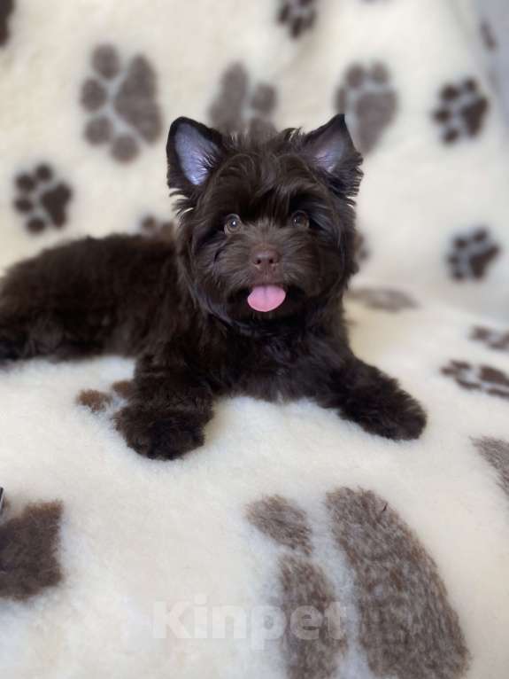 Собаки в Москве: Шоколадный цветной йорк щенки Мальчик, 55 000 руб. - фото 2