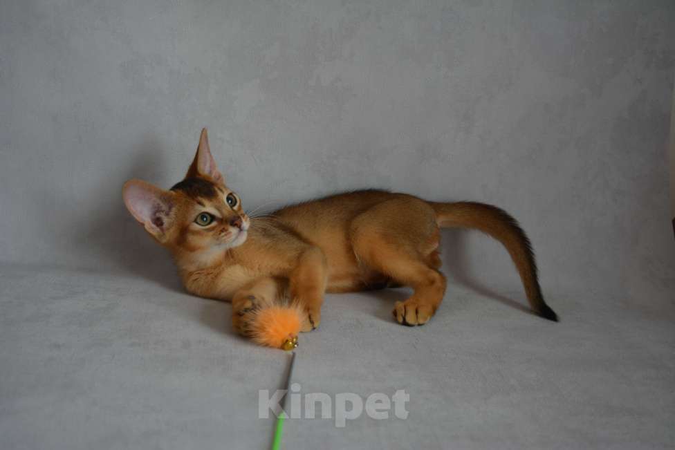 Кошки в Мытищах: Абиссинские котята Мальчик, 45 000 руб. - фото 4