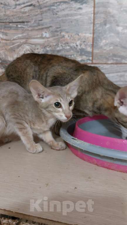 Кошки в Москве: Ориентальные котята Мальчик, Бесплатно - фото 3