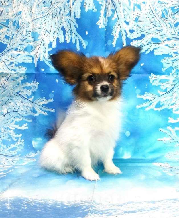 Собаки в Красноармейске: Щенки папийона бело-соболиные Девочка, 40 000 руб. - фото 2