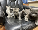 Кошки в Щелково: Русские голубые котята отдам даром  Мальчик, Бесплатно - фото 8