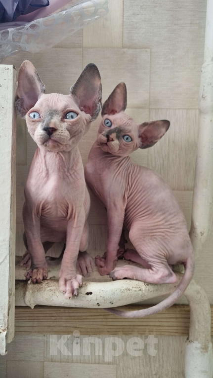 Кошки в Ростове-на-Дону: Канадский сфинкс котенок  Девочка, 30 000 руб. - фото 3