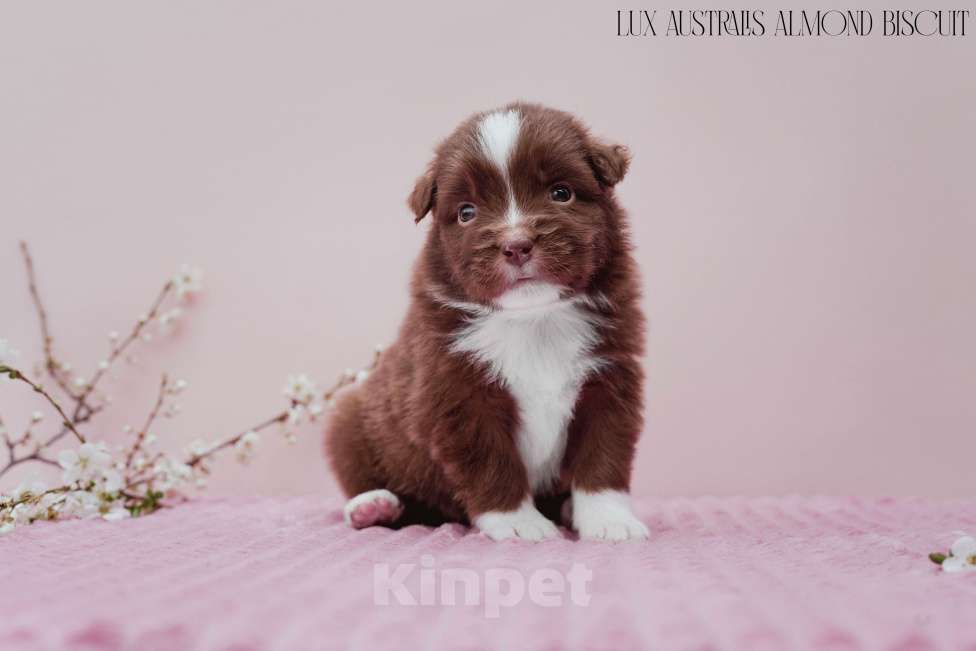 Собаки в Краснодаре: Щенок австралийской овчарки Мальчик, 100 000 руб. - фото 3