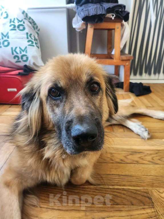 Собаки в Москве: Пушистый рыжий пёс Миша в добрые руки Мальчик, 1 руб. - фото 3