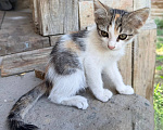 Кошки в Астрахани: Дворовая кошка родила котят Мальчик, Бесплатно - фото 7
