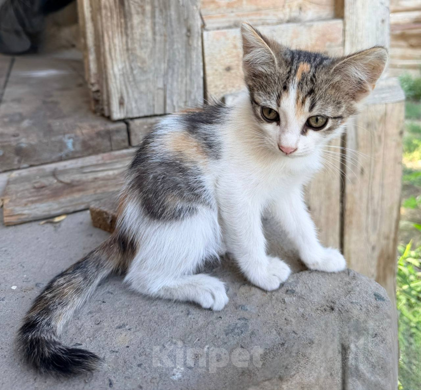Кошки в Астрахани: Дворовая кошка родила котят Мальчик, Бесплатно - фото 7