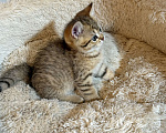 Кошки в Арзамасе: Шотландский золотой  котенок 🥰 Мальчик, 15 000 руб. - фото 2