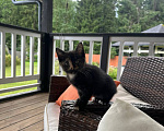 Кошки в Рузе: Отдам котенка в добрые руки Девочка, Бесплатно - фото 1