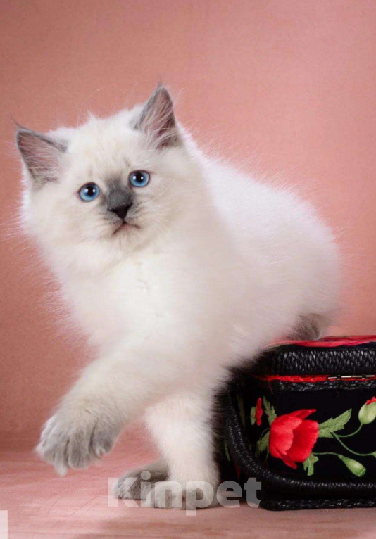 Кошки в Москве: Невский маскарадный котёнок Мальчик, Бесплатно - фото 4