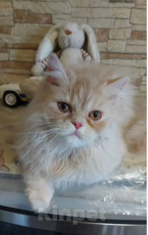 Кошки в Краснодаре: Персидские котята  Девочка, 5 000 руб. - фото 5