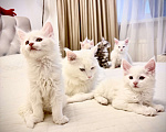 Кошки в Калининграде: Чистокровный котенок Мэйкун  Мальчик, 50 000 руб. - фото 2