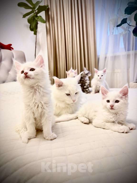 Кошки в Калининграде: Чистокровный котенок Мэйкун  Мальчик, 50 000 руб. - фото 2