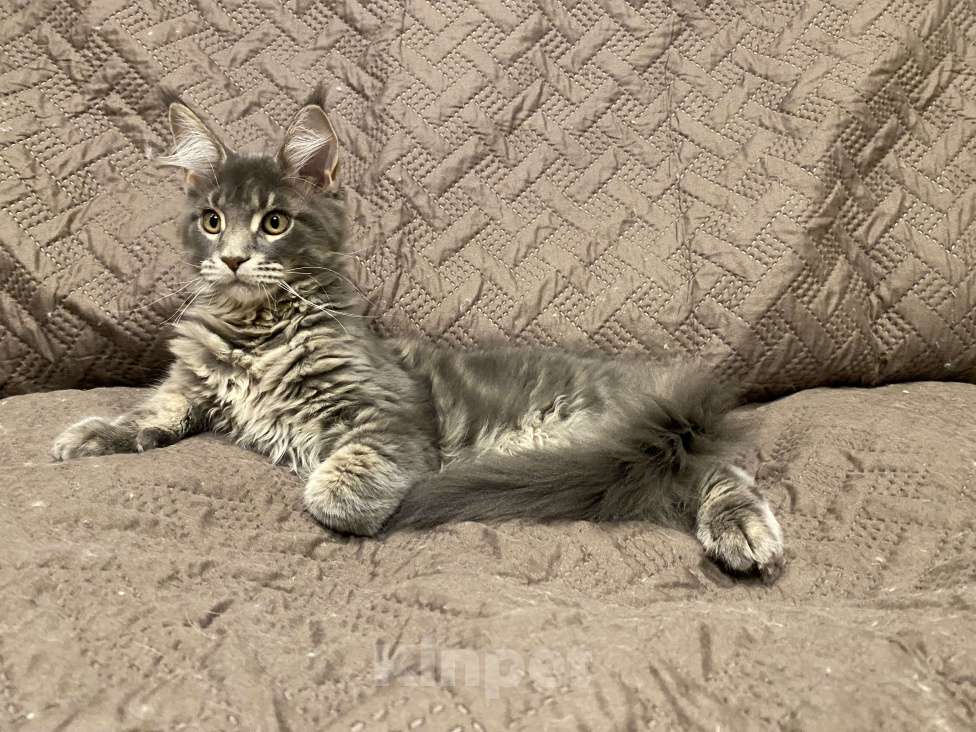 Кошки в Санкт-Петербурге: Мальчик голубой мрамор Мейн Кун Мальчик, 55 000 руб. - фото 3