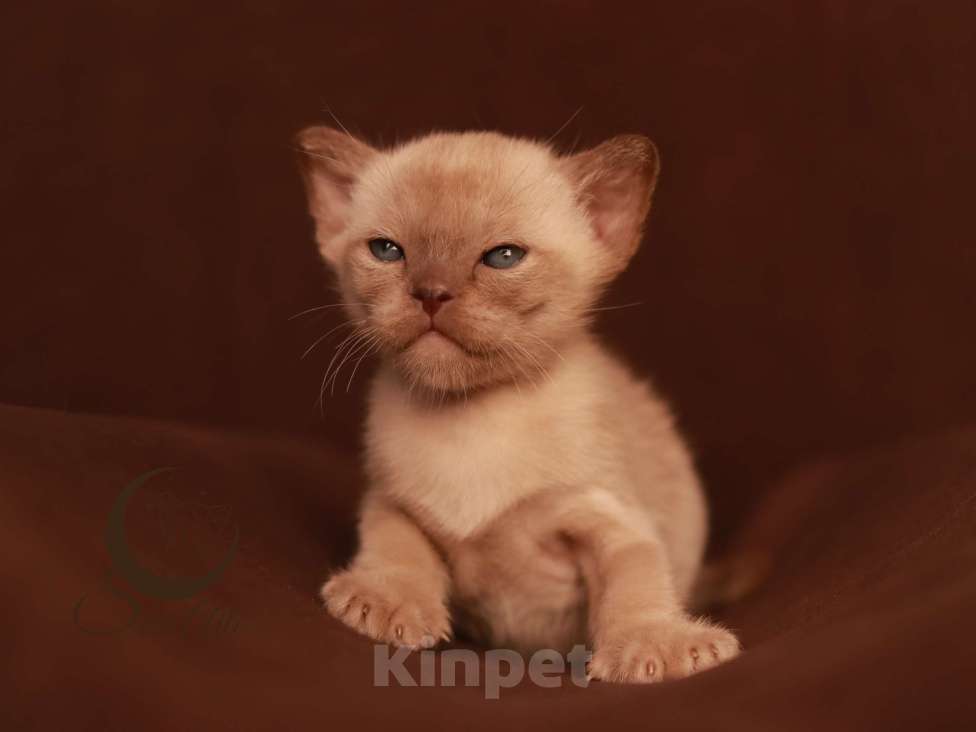 Кошки в Москве: Бурманский котик Мальчик, 90 000 руб. - фото 1